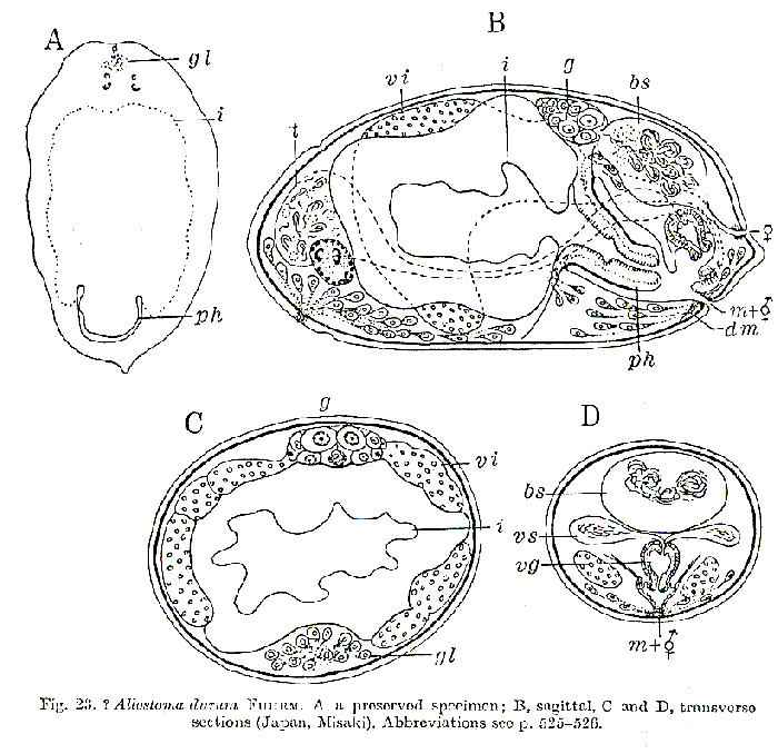 Allostoma durum