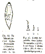 Allostoma monophthalmum