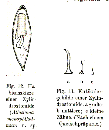 Allostoma monophthalmum