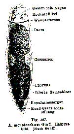 Allostoma monotrochum