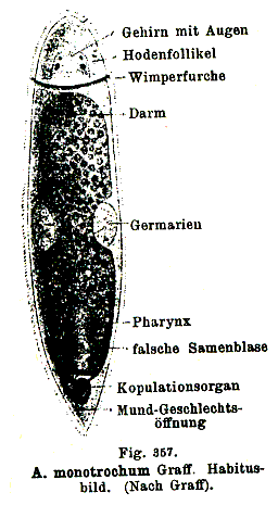 Allostoma monotrochum