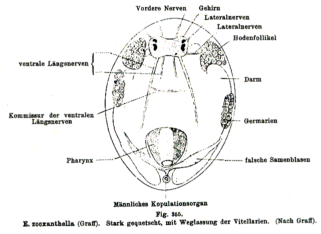 Enterostomum zooxanthella