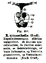 Enterostomum zooxanthella