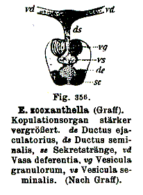 Enterostomum zooxanthella