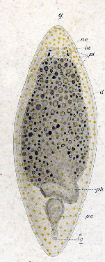 Enterostomula dura