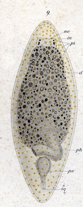 Enterostomula dura