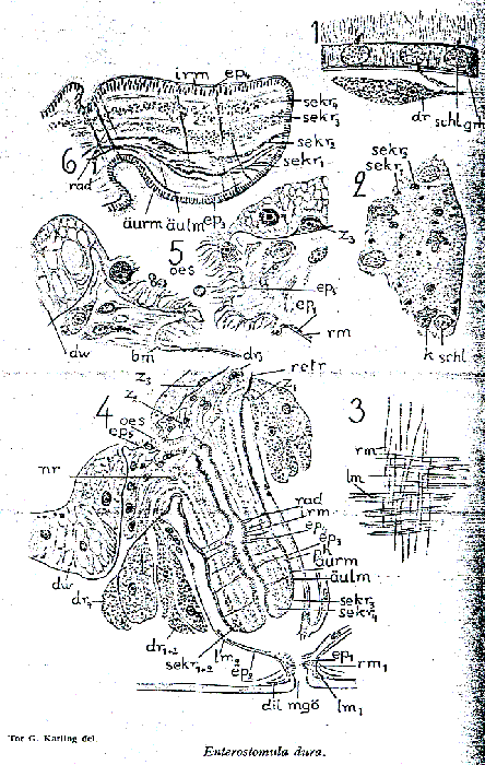 Enterostomula dura