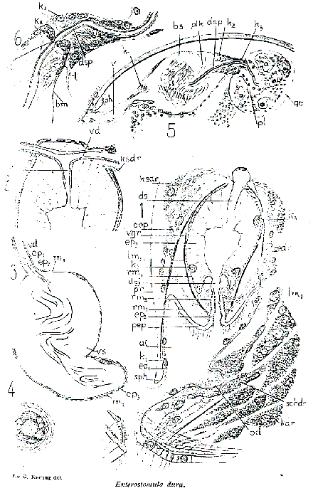 Enterostomula dura