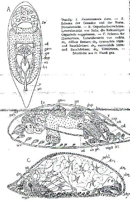 Enterostomula dura