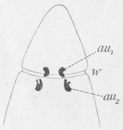 Enterostomula austriacum