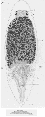 Enterostomula austriacum