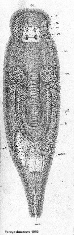 Enterostomula austriacum