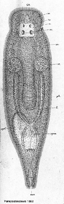 Enterostomula austriacum