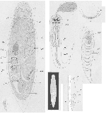 Euxinia corniculata