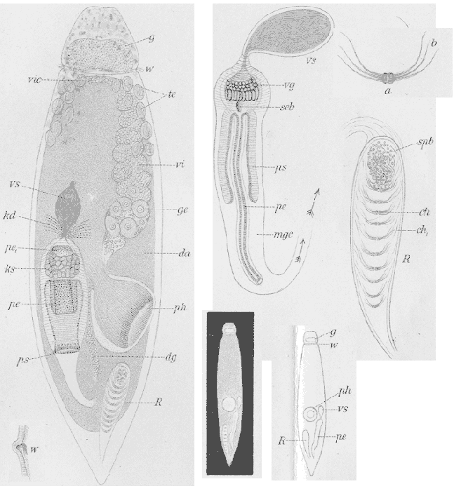 Euxinia corniculata