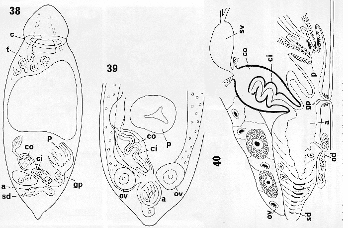 Euxinia baltica