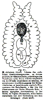 Monoophorum striatum