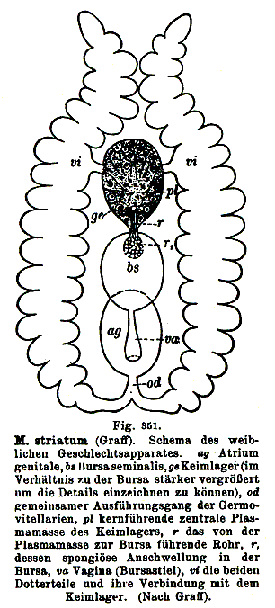 Monoophorum striatum