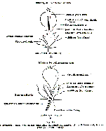 Monoophorum striatum