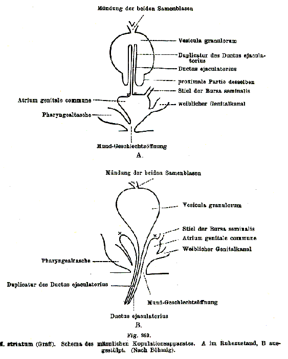 Monoophorum striatum