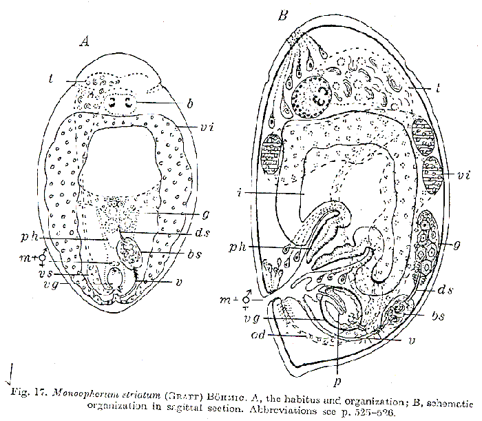 Monoophorum striatum