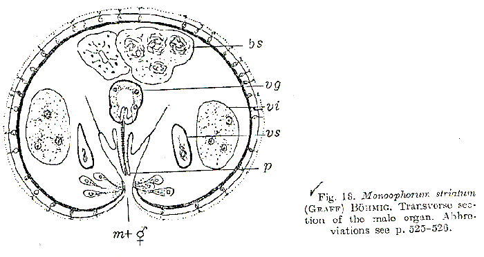 Monoophorum striatum