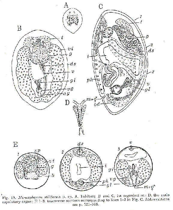 Monoophorum stiliferum