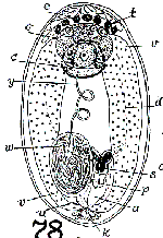 Monoophorum tigacum