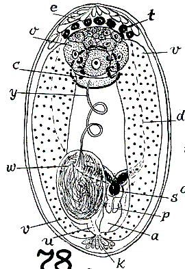 Monoophorum tigacum