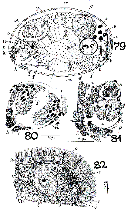 Monoophorum tigacum