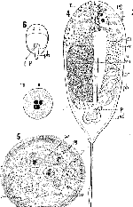 Pregermarium carolinensis