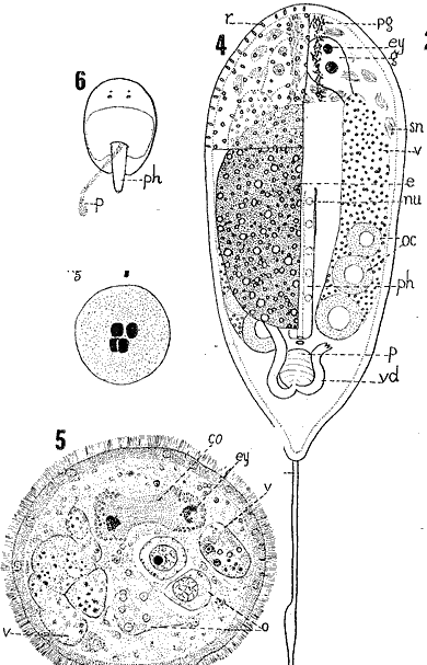 Pregermarium carolinensis