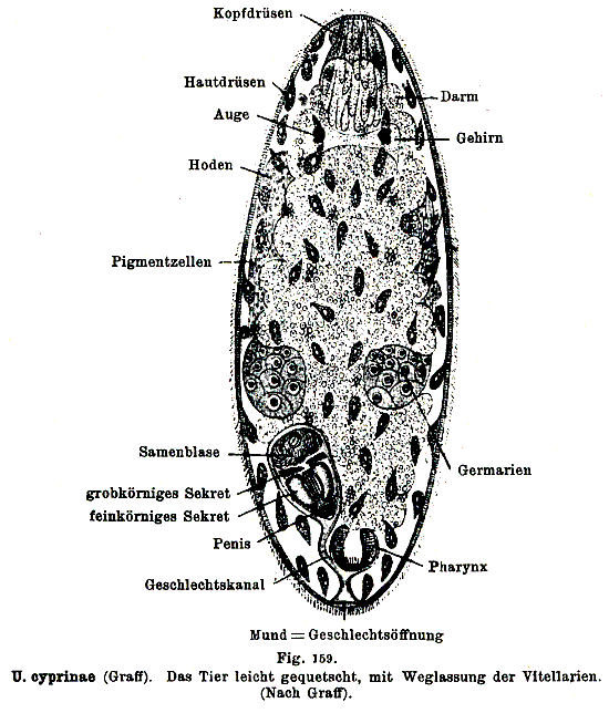 Urastoma cyprinae