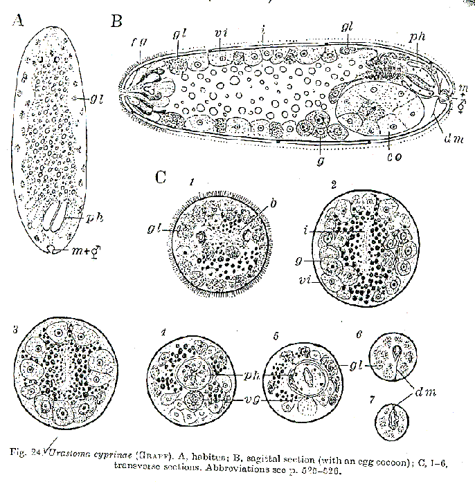 Urastoma cyprinae