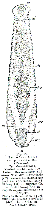 Hypotrichina tergestina