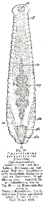 Hypotrichina tergestina