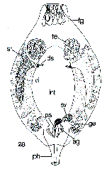 Genostoma tergestina