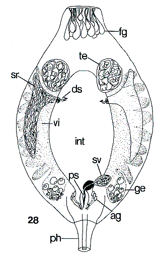 Genostoma tergestina