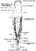 Genostoma marsiliensis