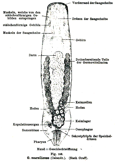 Genostoma marsiliensis