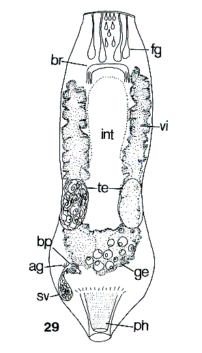 Genostoma marsiliensis