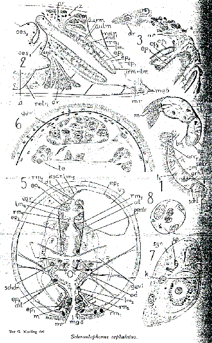 Scleraulophorus cephalatus