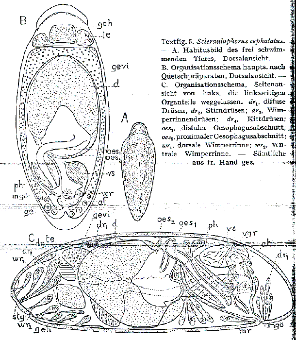 Scleraulophorus cephalatus