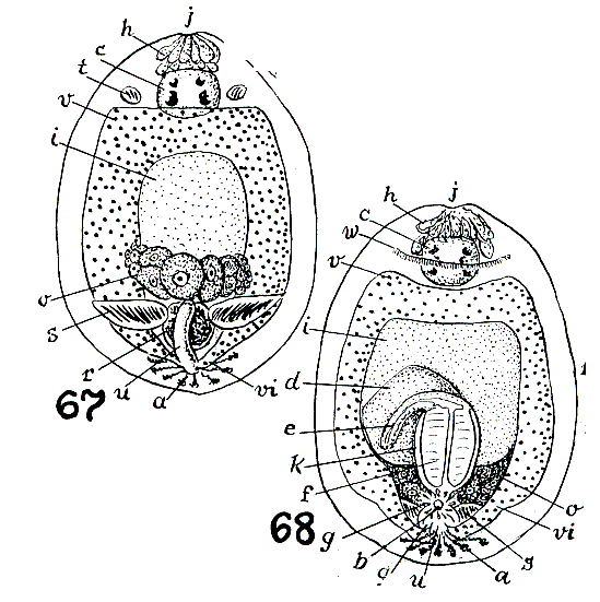 Rosmarium evelinae