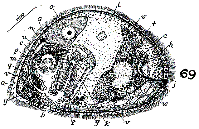 Rosmarium evelinae