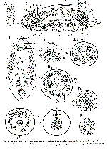 Acmostomum dioicum