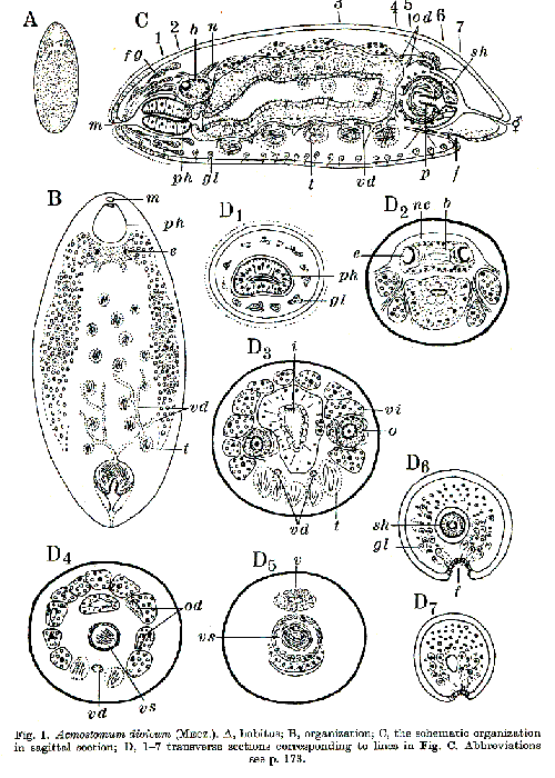 Acmostomum dioicum