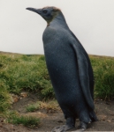 Melanic, juvenile king penguin