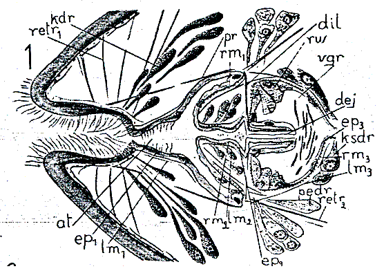 Acmostomum dioicum