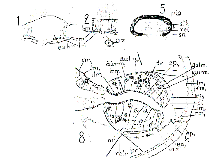 Acmostomum dioicum